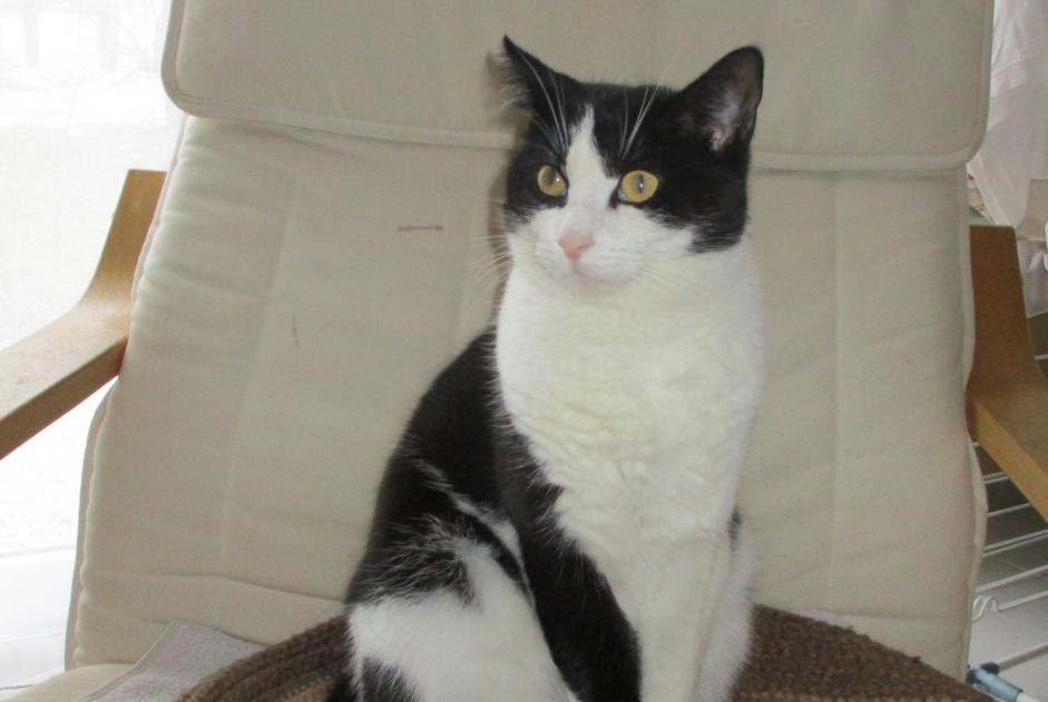 Vermisstmeldung Katze Männliche , 8 jahre La Chapelle Frankreich Vermisstmeldung Katze Männliche , 8 jahre La Chapelle Frankreich
