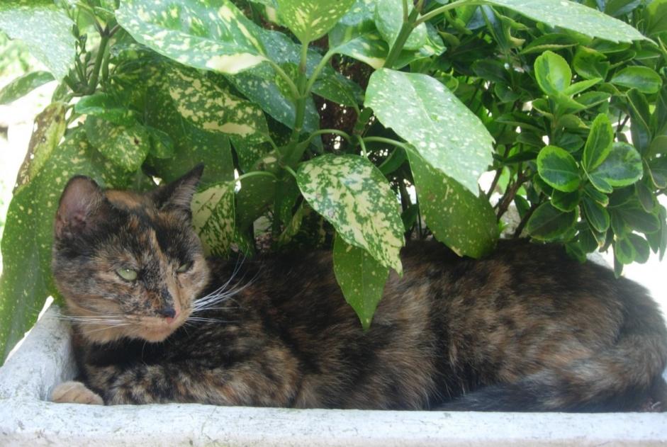 Vermisstmeldung Katze  Weiblich , 11 jahre Charleville-Mézières Frankreich
