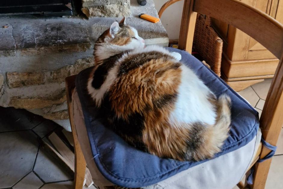 Vermisstmeldung Katze Weiblich , 13 jahre Villers-Semeuse Frankreich Vermisstmeldung Katze Weiblich , 13 jahre Villers-Semeuse Frankreich