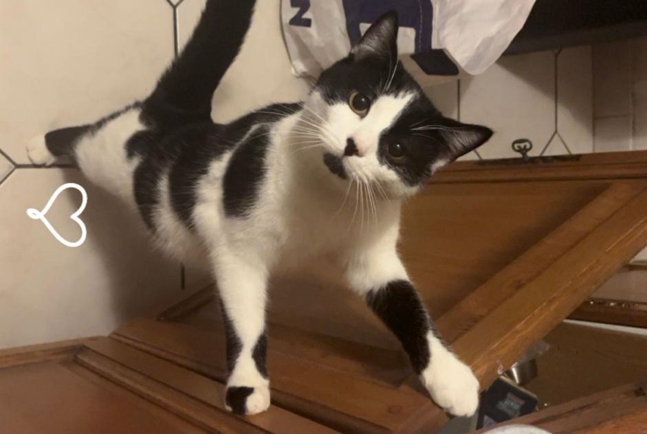 Alerta de Desaparición Gato Macho , 2 años Vouziers Francia