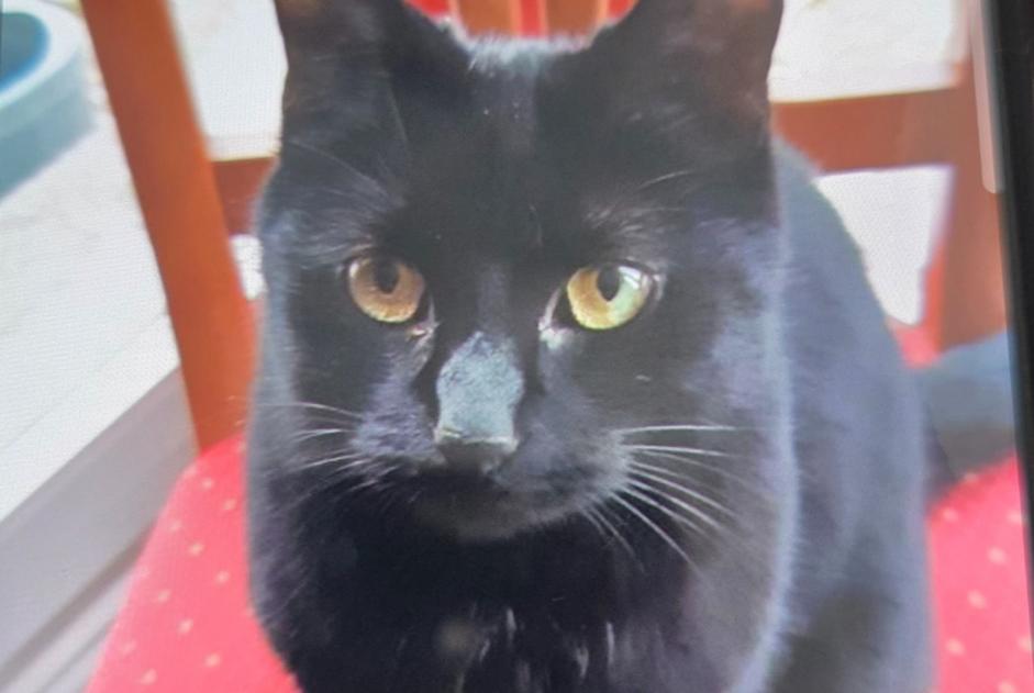 Alerte Disparition Chat Femelle , 4 ans Charleville-Mézières France Alerte Disparition Chat Femelle , 4 ans Charleville-Mézières France