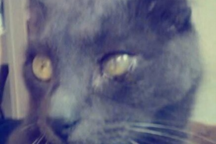 Alerta desaparecimento Gato cruzamento  Macho , 4 anos Charleville-Mézières France
