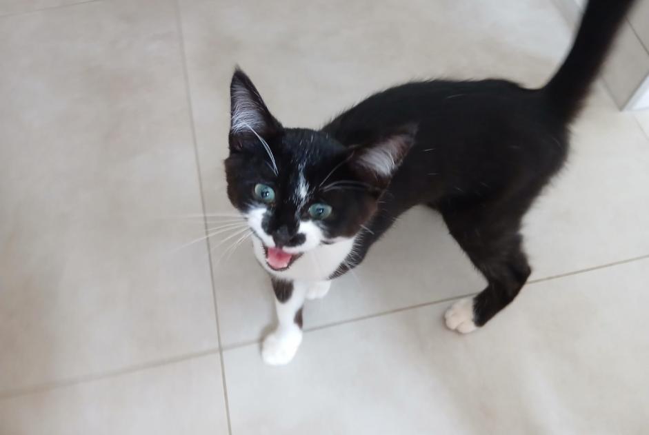 Alerta descoberta Gato cruzamento  Fêmea Renwez France